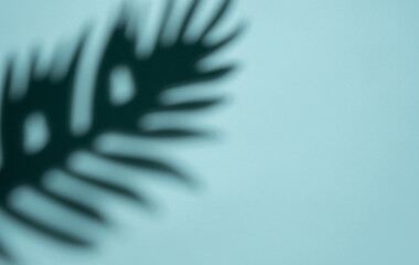 Abstract Shadow of a Tropical Leaf on a Light Blue Background in Soft Focus