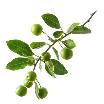 Kakadu plum, transparent background, isolated image, generative AI
