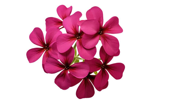 A photo featuring a collection of pink flowers. Isolated on a Transparent Background PNG.