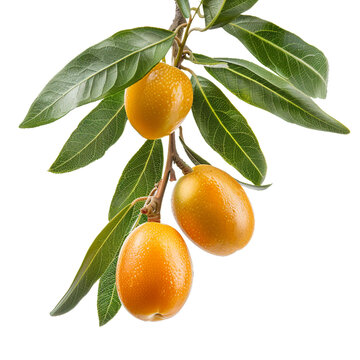 Kamquat, transparent background, isolated image, generative AI