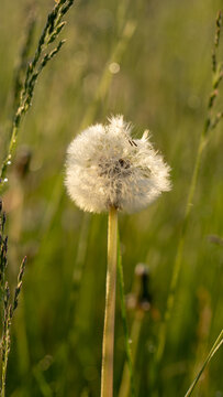 Field dandelion, fluffy plant on a green meadow