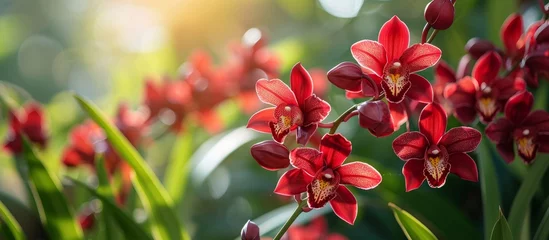 Schilderijen op glas Vibrant red orchids basking in the warm sunlight, creating a stunning botanical display © TheWaterMeloonProjec