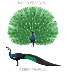 Peafowl Bird Indian and Green Cartoon Vector