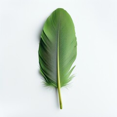 Beautiful green feather on a white background