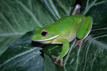 White lipped tree frog, green tree frogs