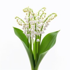 beautiful bouquet of lily the valley flower is isolated on white background