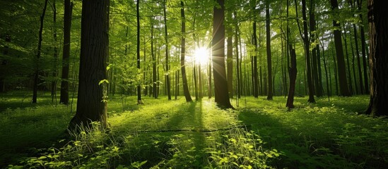 Rays of sunlight shine through the fresh foliage of the verdant spring forest, creating an enchanting sight.