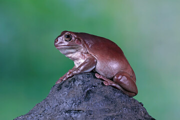 Green tree frog on a rock, dumpy frog	