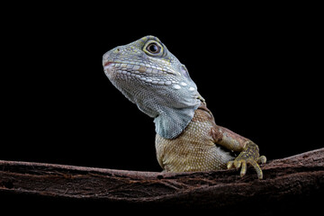 hypsilurus magnus forest dragon lizard on branch
