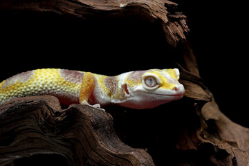 Leopard gecko lizard on wood	