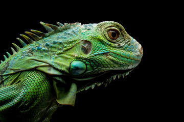 Green iguana on branch with black background, animal closeup