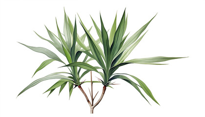 A Yucca plant with its sharp sword-like leaves isolated, white background