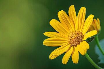 yellow flower in the garden