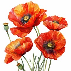poppies   on white background