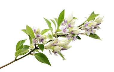 A branch adorned with white and purple flowers and lush green leaves. Isolated on a Transparent Background PNG. - Powered by Adobe