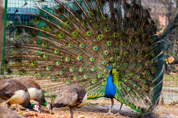 beautiful peacock with a colorful big tail in the zoo