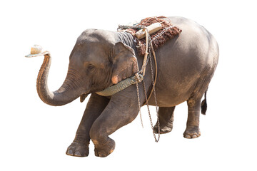 Obraz premium cute lovely trained baby elephant friendly wildlife tourist show isolated on white background