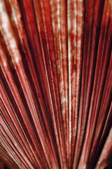 Brown texture of banana palm tree leaf. Close up nature background Striped lines on palm leaves as abstract texture backdrop, natural aesthetic botanical photo pattern of tropical foliage