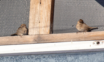 Sparrows bask on the roof of a house