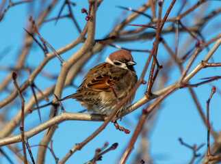 Portrait of a sparrow on a tree branch