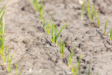 Garlic shoots on the ground in spring