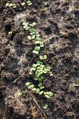 Radish shoots on the ground in the garden. Spring