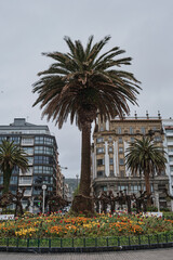 Palmeras grades en San Sebastian