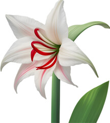 Amaryllis clipart. A cute Amaryllis flower icon. 