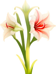 Amaryllis clipart. A cute Amaryllis flower icon. 