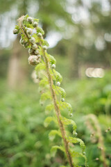 Detalle de un helecho
