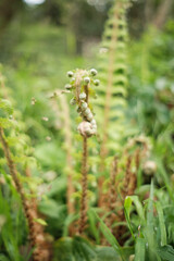 Detalle de un helecho en un bosque espa&ntilde;ol