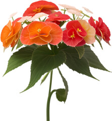 Begonia clipart. A cute Begonia flower icon. 