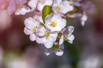 appletree blossom branch in the garden in spring
