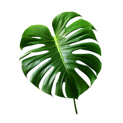 Monstera Deliciosa isolated on transparent background