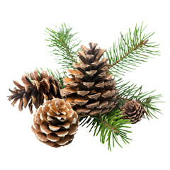 Cones and Pine for Christmas isolated on transparent background.