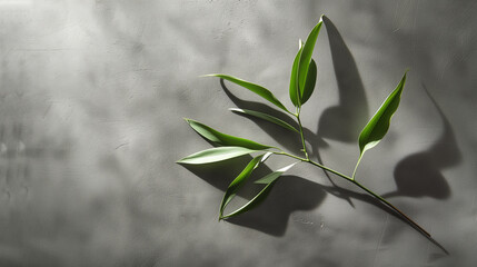 A minimalist arrangement of slender green leaves, each casting a delicate shadow on a smooth, slate-gray background, highlighting form and texture.