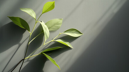 A minimalist arrangement of slender green leaves, each casting a delicate shadow on a smooth, slate-gray background, highlighting form and texture.