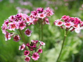 small vibrant, colorful flowers in an open meadow