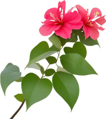 Obraz premium Bougainvillea clipart. A cute Bougainvillea flower icon. 