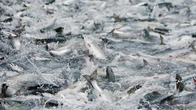 A slow motion shot of pink salmon splashing in a fishing net
