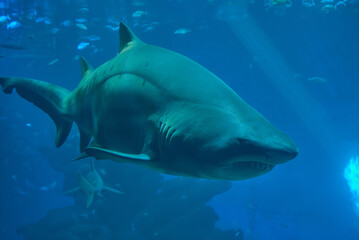 Naklejka premium A tiger shark up close in the Palma de Mallorca aquarium