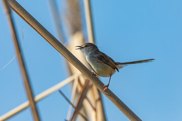 Small bird on a branch