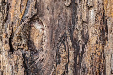 bark of a tree close up