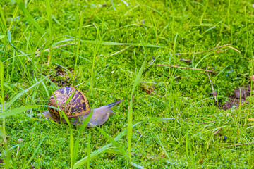  big snail in green grass