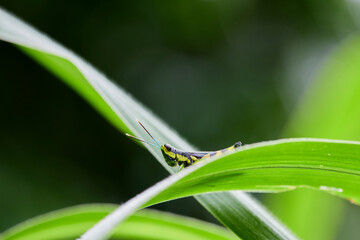 Close-up view of green grasshopper on green leaves