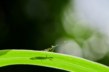 Close-up view of green grasshopper on green leaves