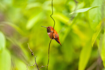 A Rufous Hummingbird in Tucson, Arizona