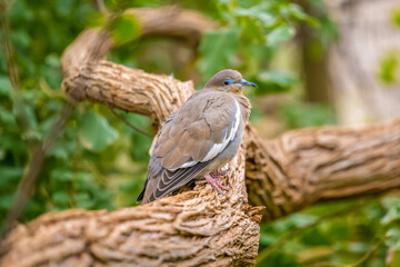 A White Winged Dove in Tucson, Arizona