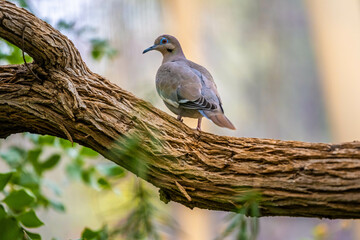 A White Winged Dove in Tucson, Arizona