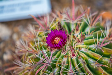 A flowering cactus in Tucson, Arizona